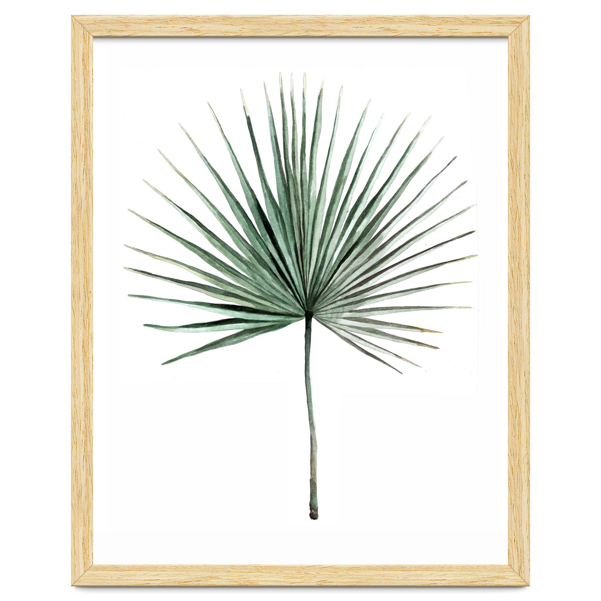 Botanical Illustration Fanpalm
