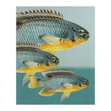 Fish Classic Designs 12 (Print Only) thumbnail