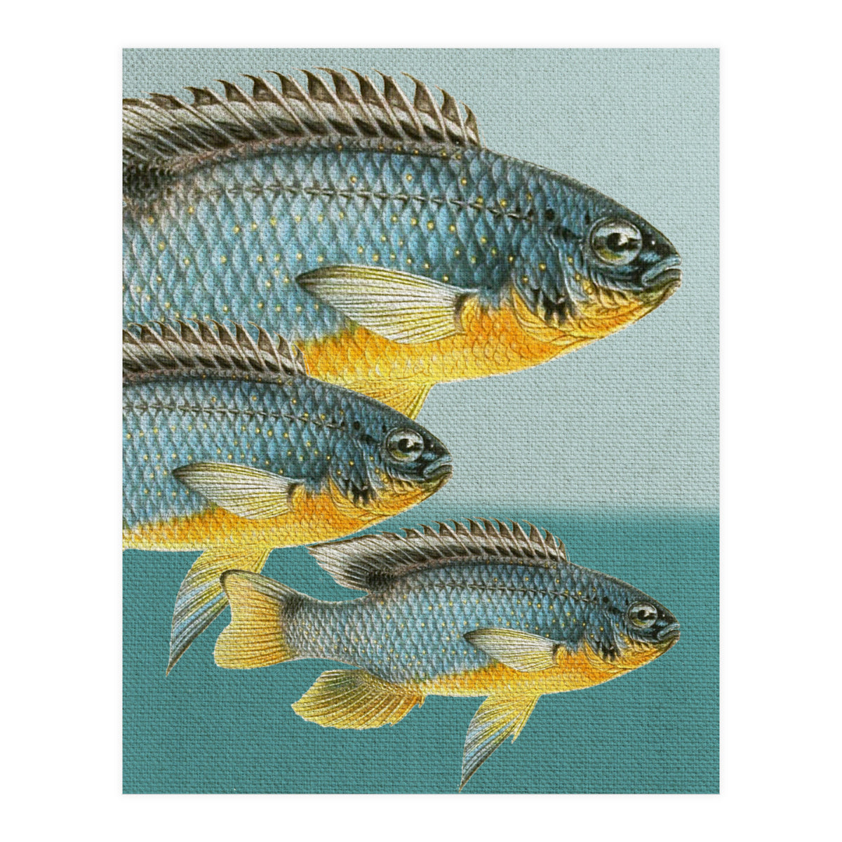 Fish Classic Designs 12 (Print Only)