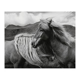 Horses In The Sky (Print Only) thumbnail