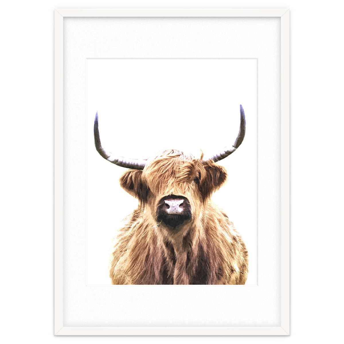 Highland Cow Portrait