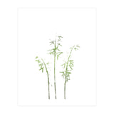 Olive Green Hosta (Print Only) thumbnail