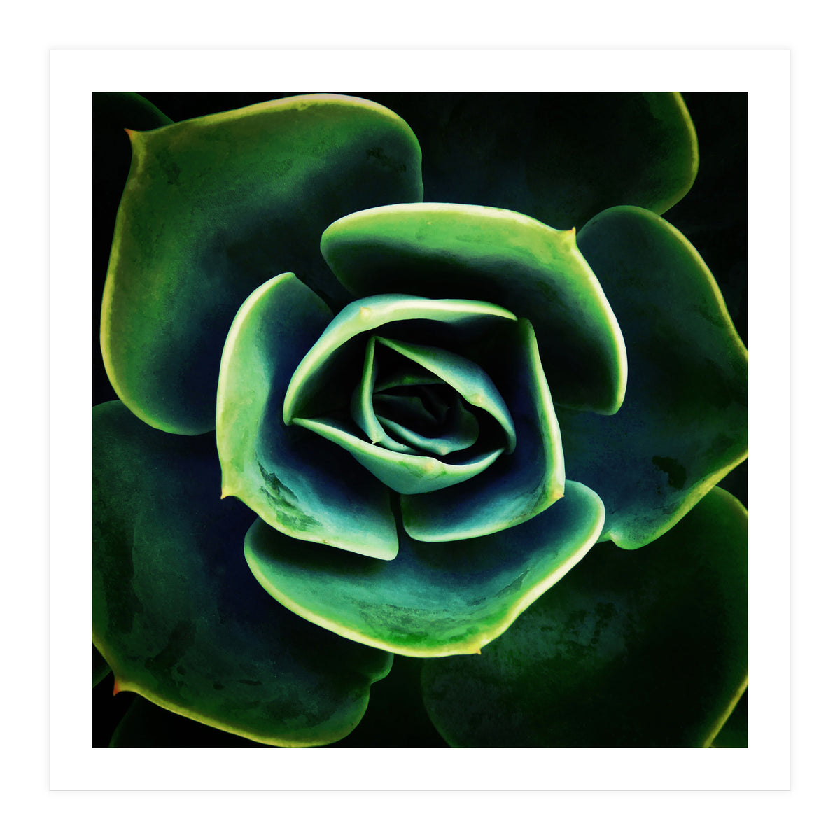 DARKSIDE OF SUCCULENTS XIV (Print Only)