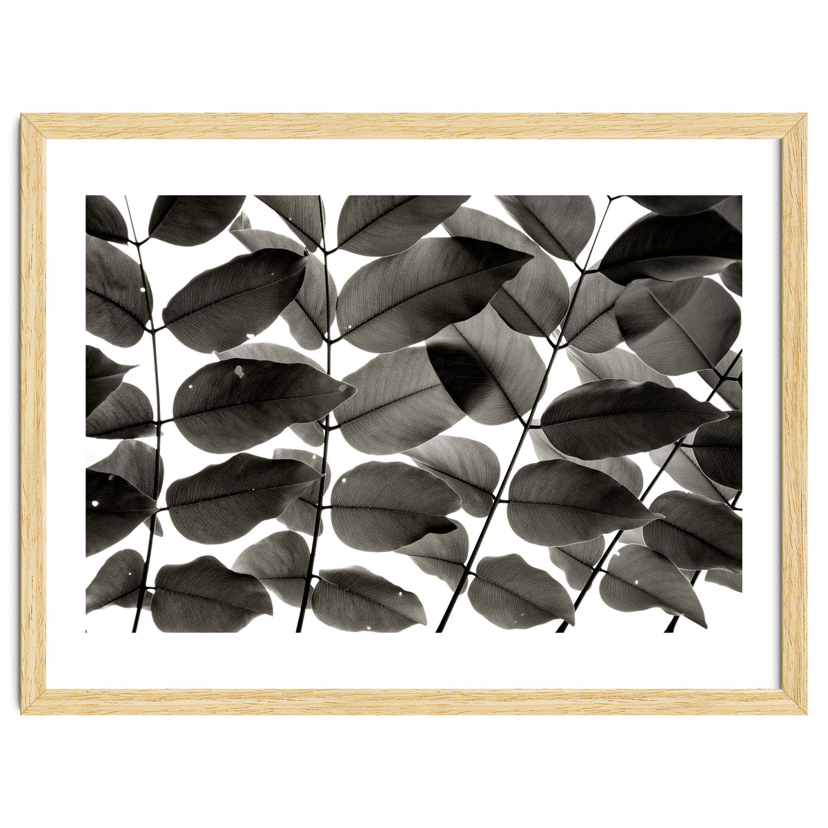 Branches and Leaves I