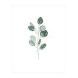 Botanical Illustration Eukalyptus2 (Print Only) thumbnail