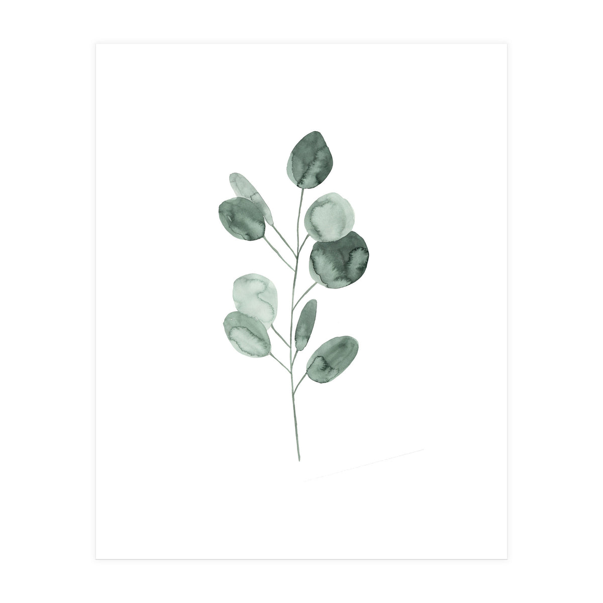 Botanical Illustration Eukalyptus2 (Print Only)