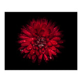 Backyard Flowers 45 Color Version (Print Only) thumbnail