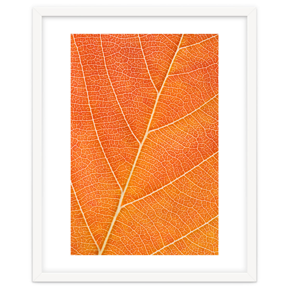 Autumn Leaf