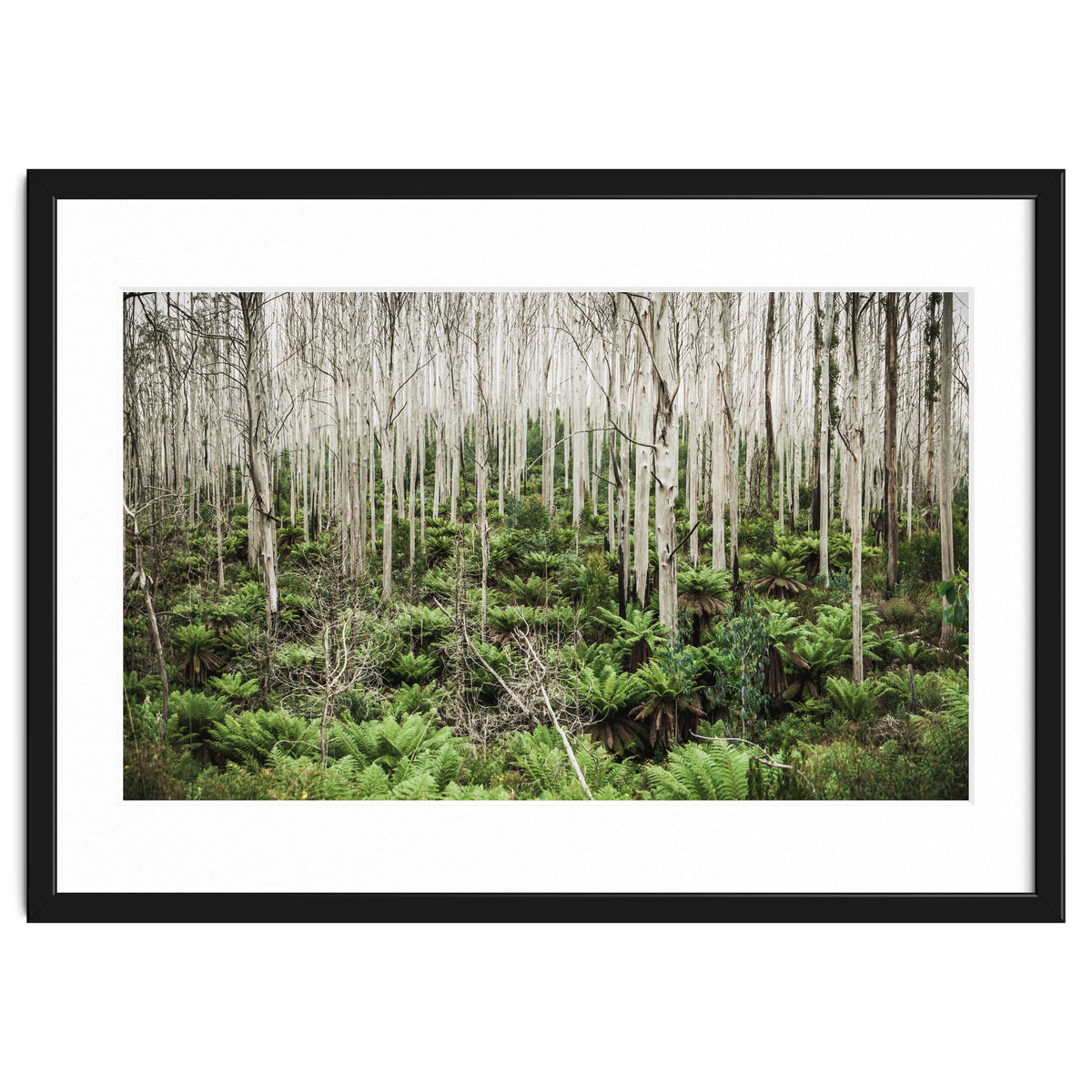 Forest After The Fire