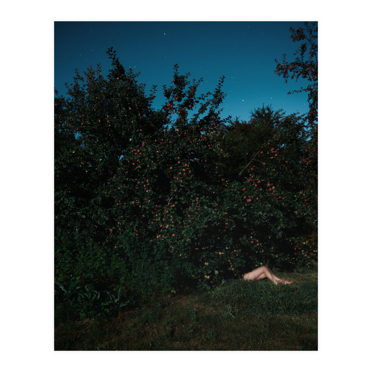 The Cider House Legs (Print Only)