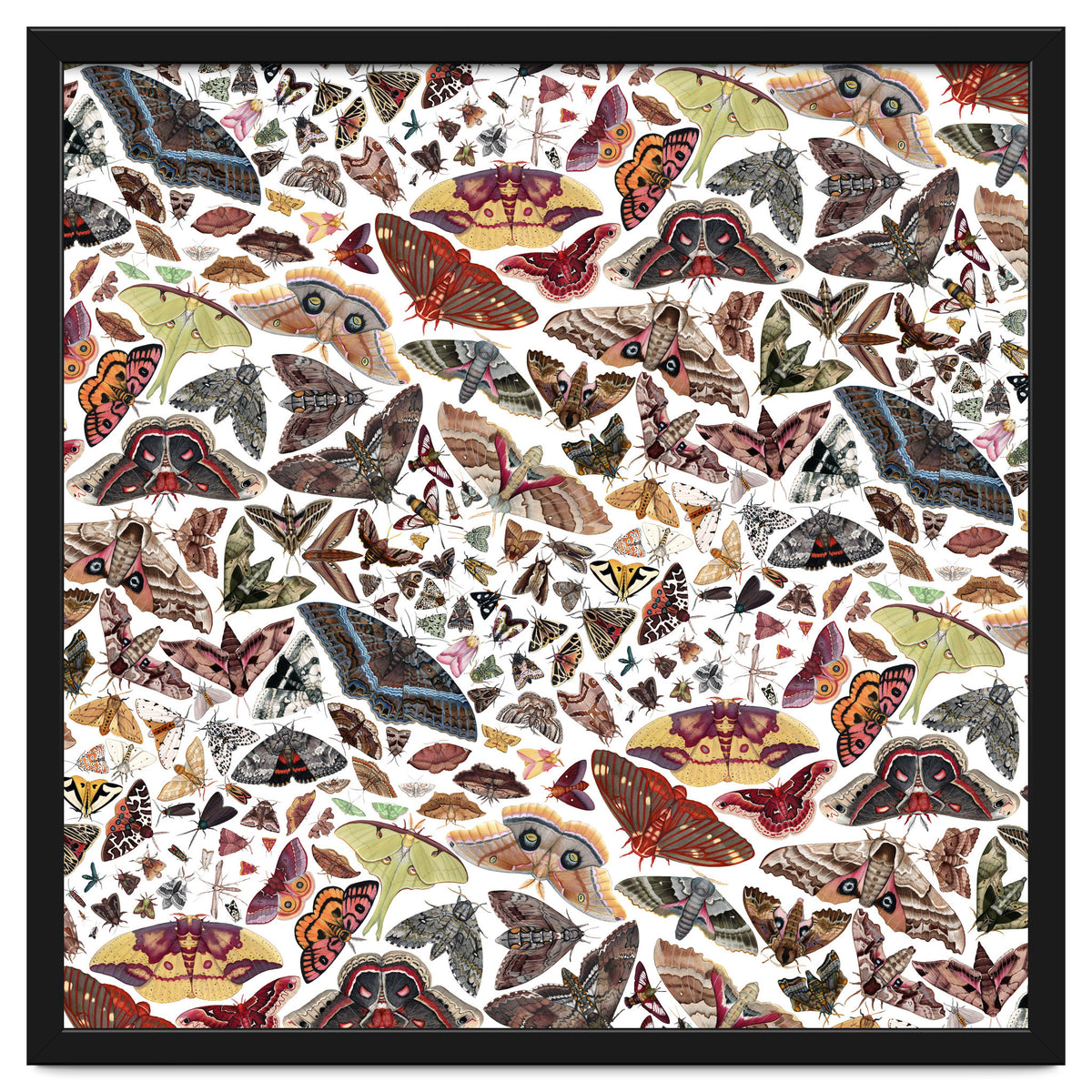 Moths of North America Pattern