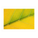Autumn Leaf (Print Only) thumbnail