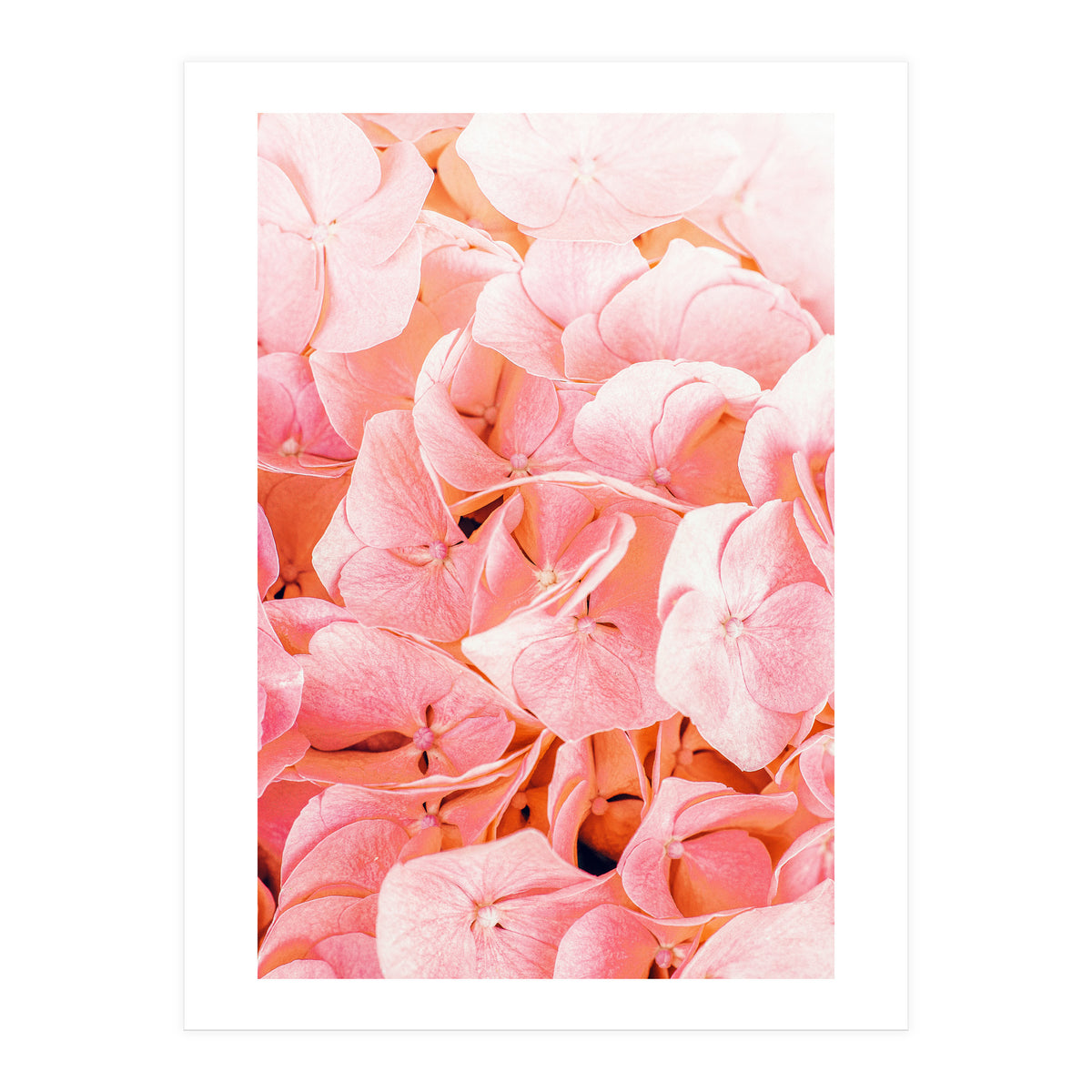 Blushing (Print Only)