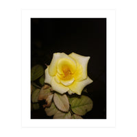 Yellow Rose (Print Only)