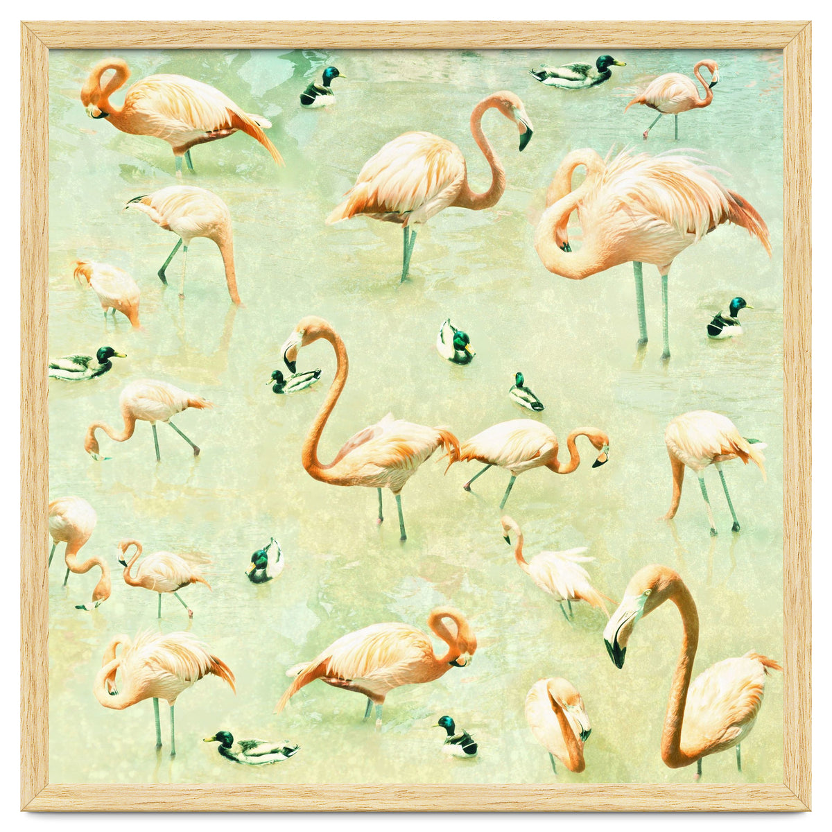 Flamingos