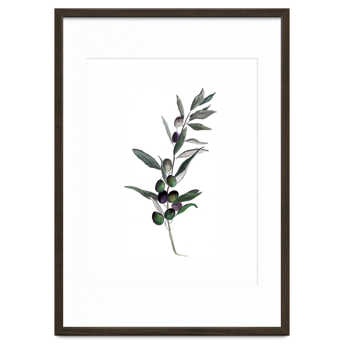 Botanical Illustration Olive