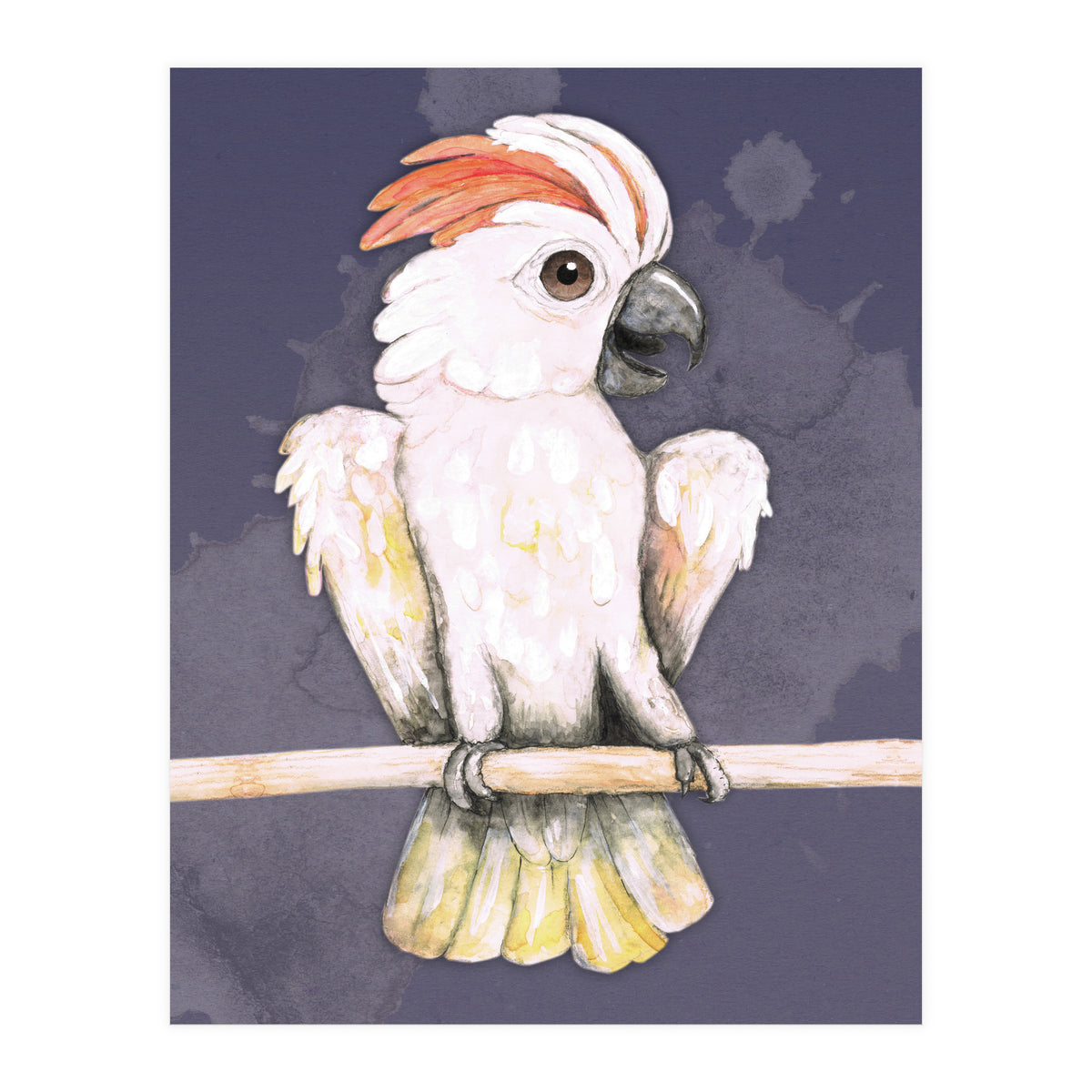 Salmon-crested cockatoo (Print Only)