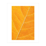 Autumn Leaf (Print Only) thumbnail