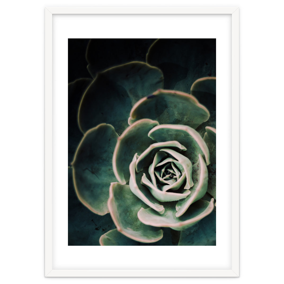 Darkside Of Succulents 4-D