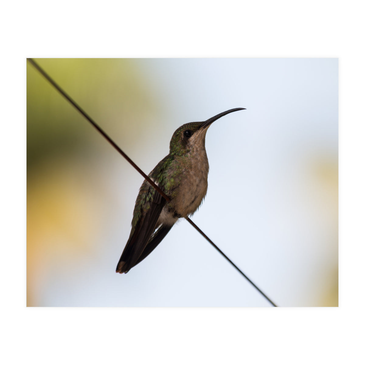 Colibri from Haïti (Print Only)