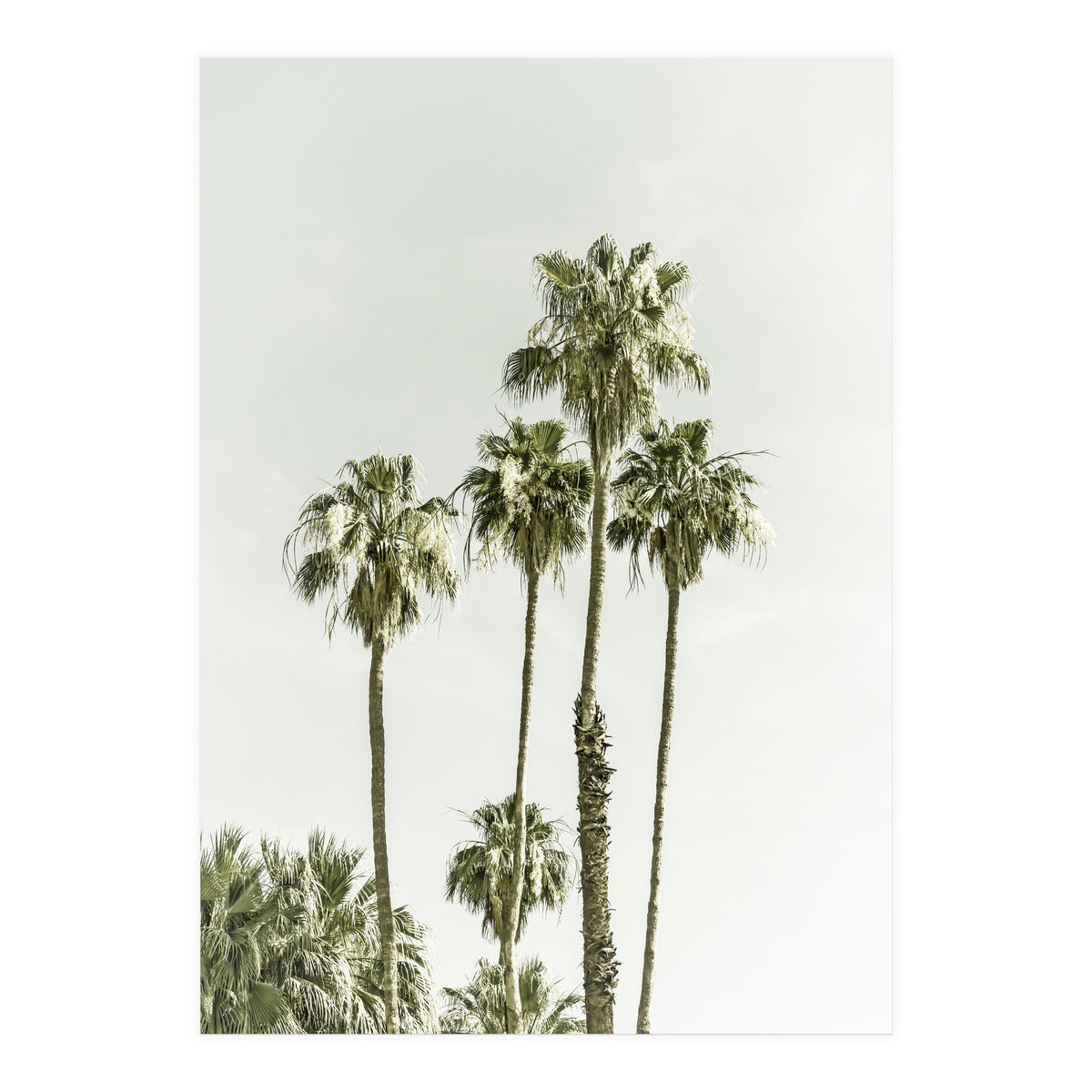 Palm Trees Summertime  (Print Only)