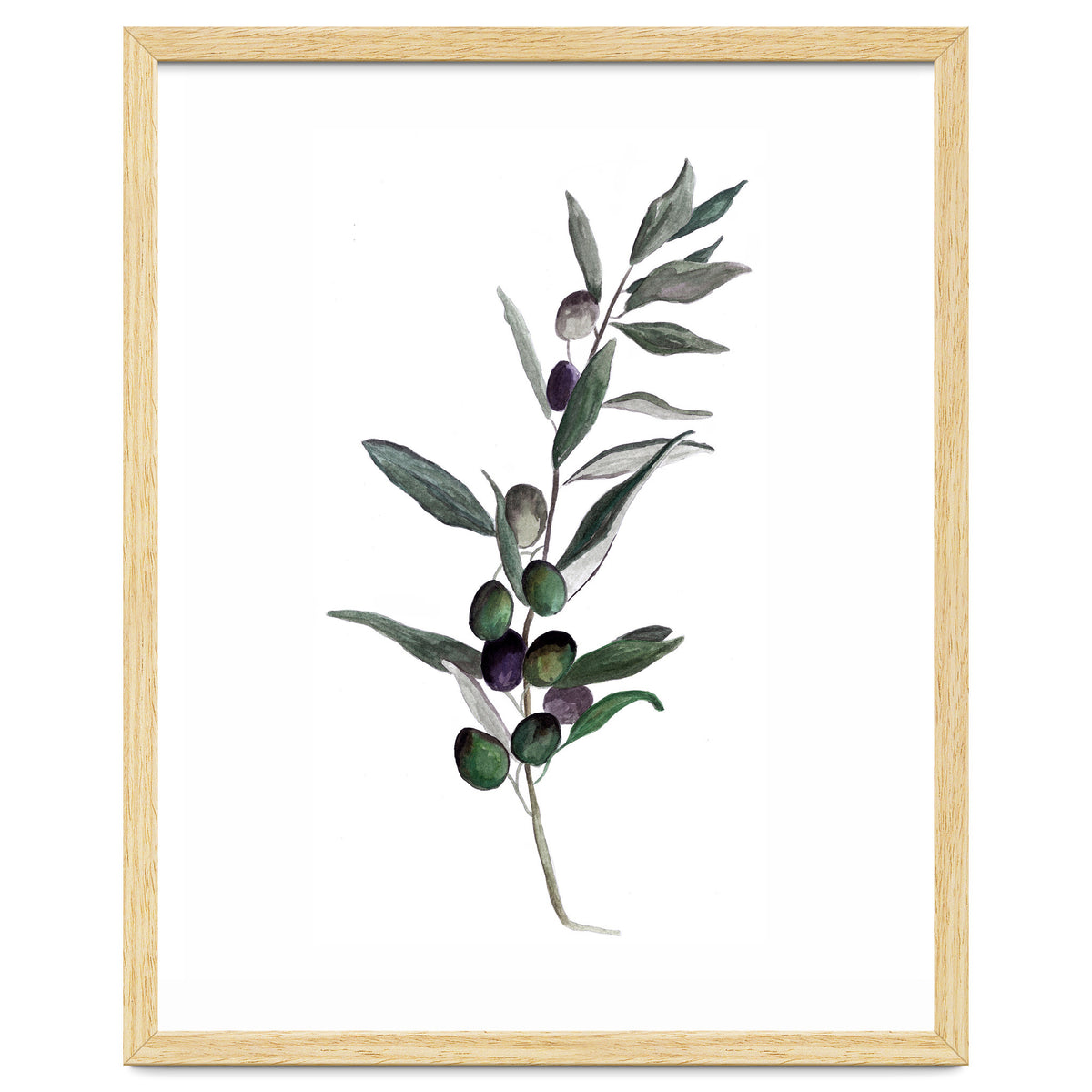 Botanical Illustration Olive