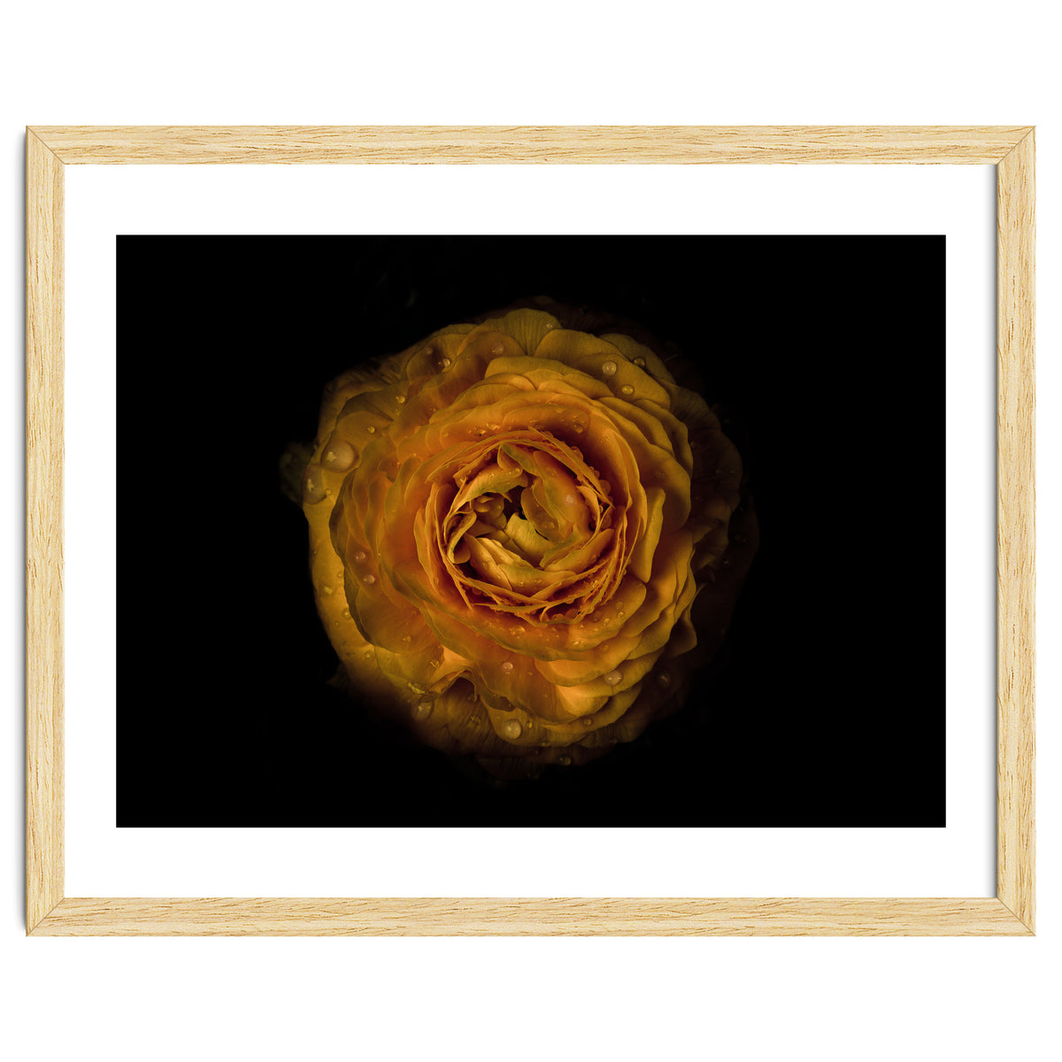 Backyard Flowers No 73 Color Version