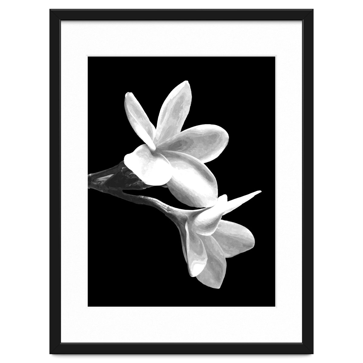 Black and White Flowers