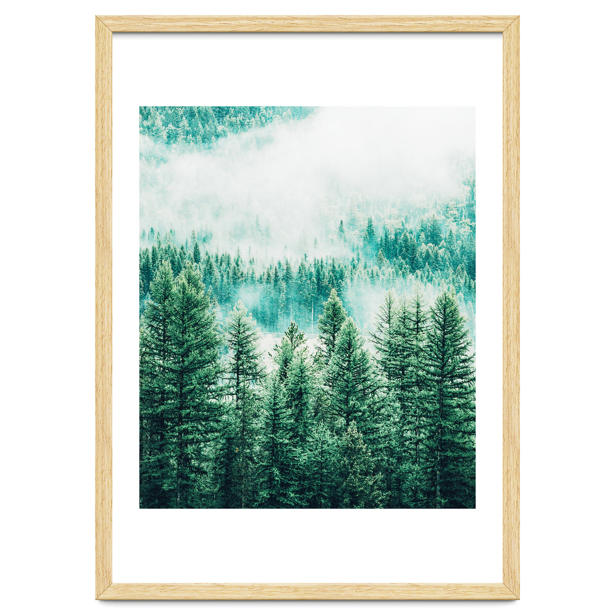 Forest And Fog