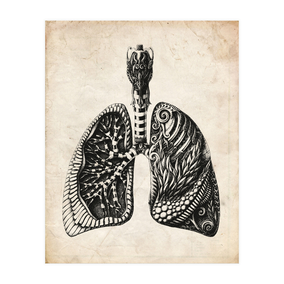 Lungs Anatomy (Print Only)