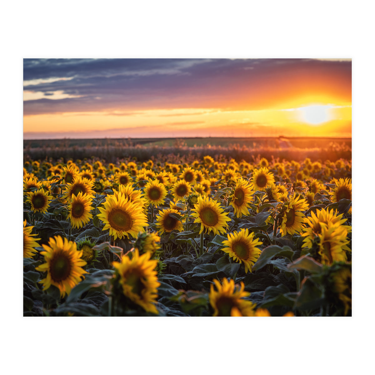 Sunflowers at Sunset (Print Only)
