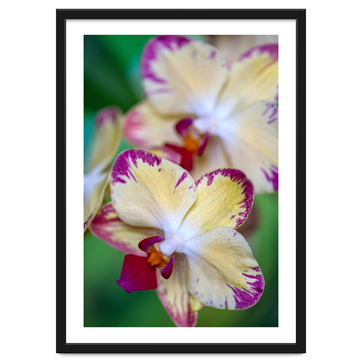 Orchidee Phalleanopsis