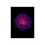 Blooming Nature (Print Only) thumbnail