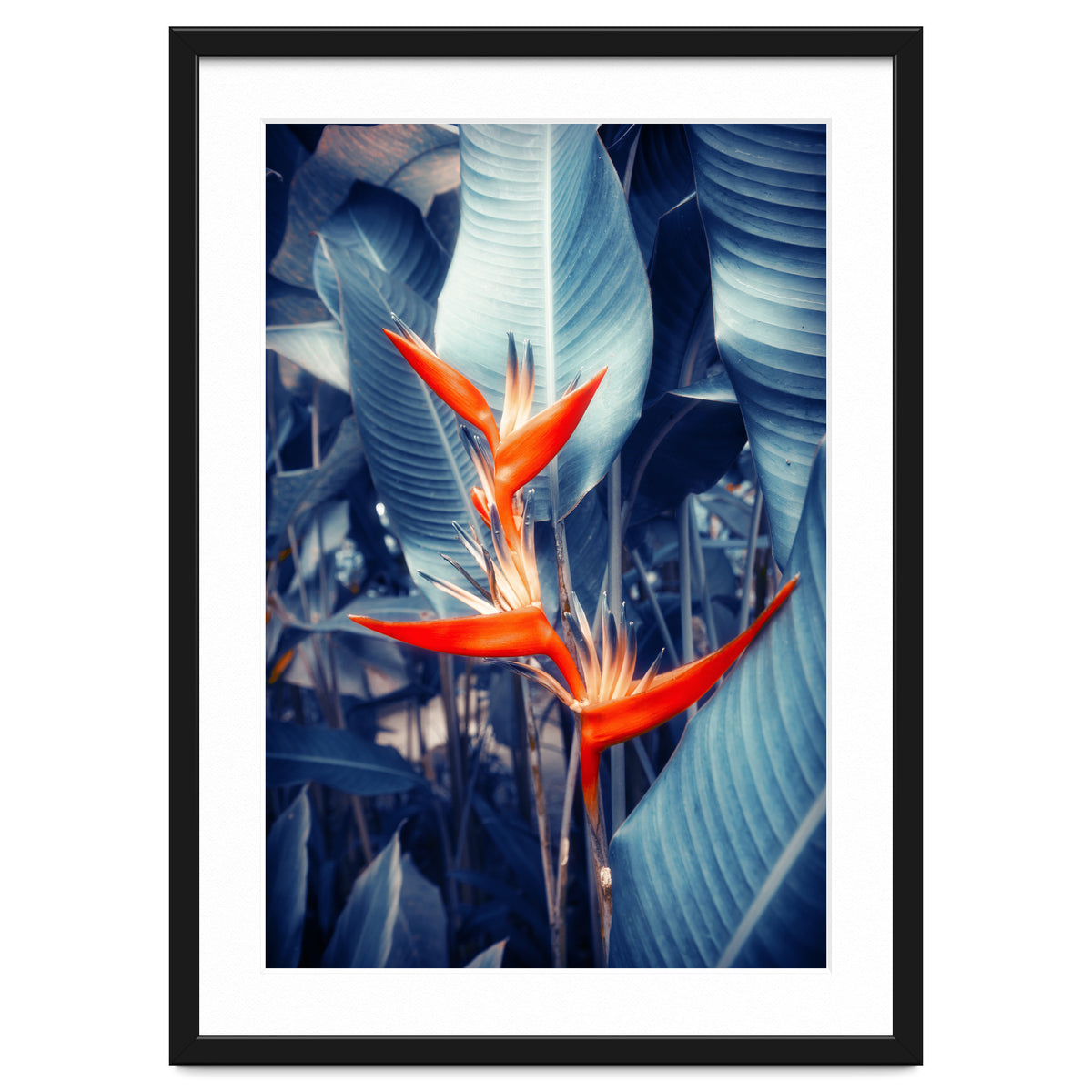 Parakeet Tropical Flower