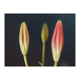 Triplets (Print Only) thumbnail