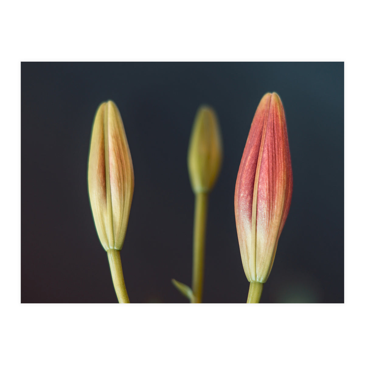 Triplets (Print Only)