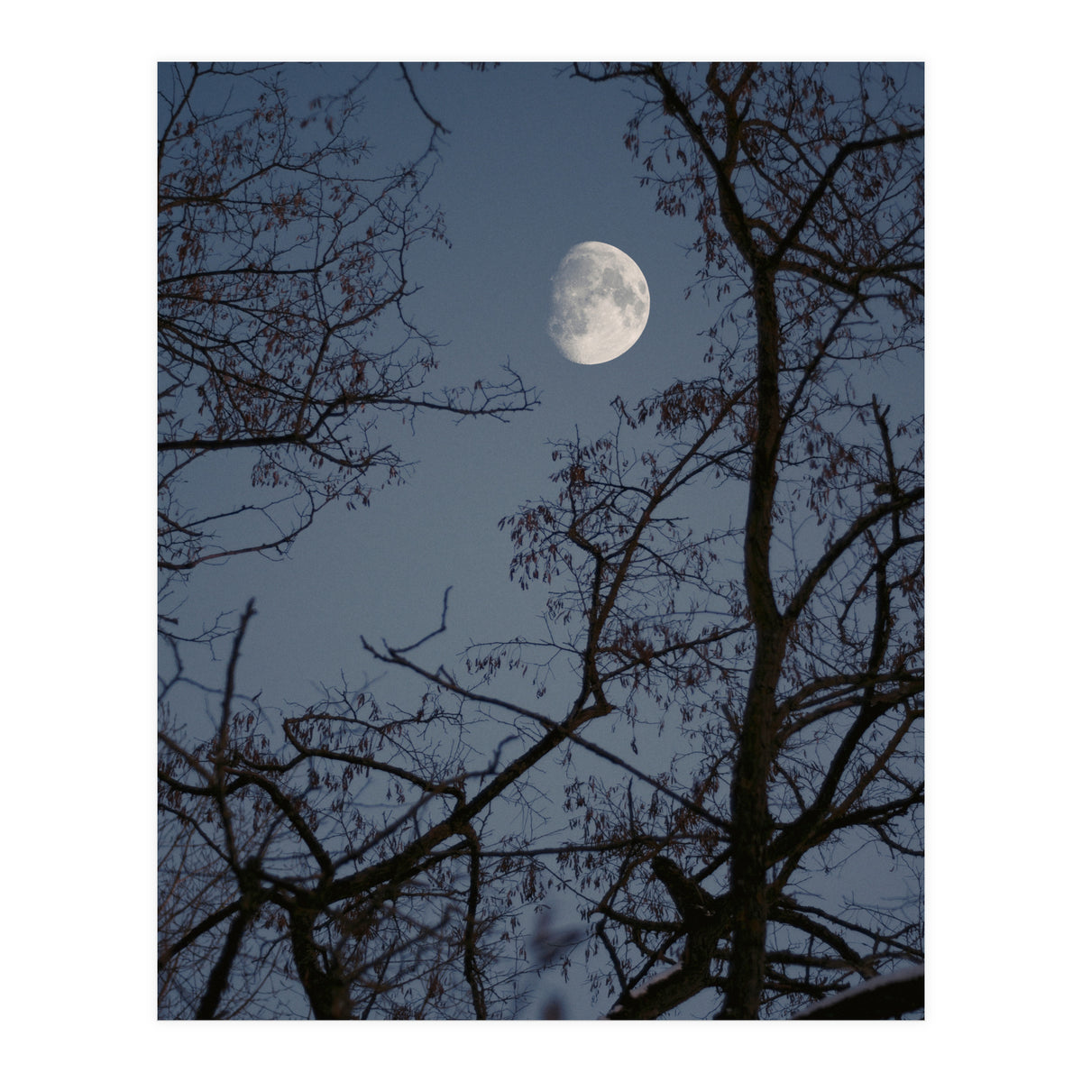 Howling (Print Only)