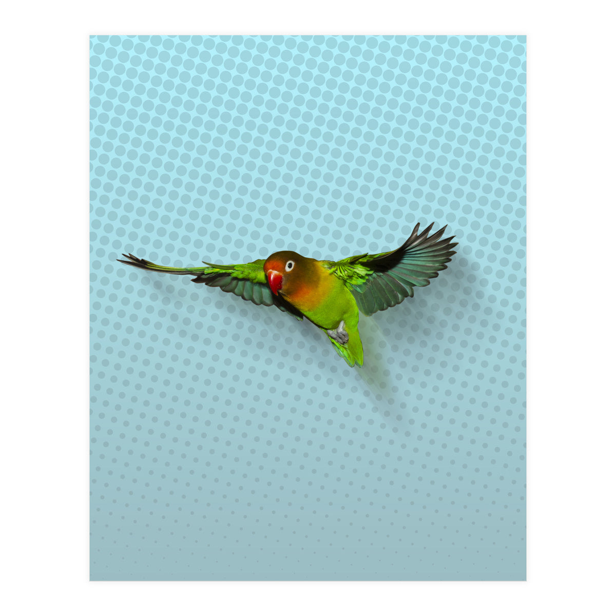 Flying lovebird (Print Only)