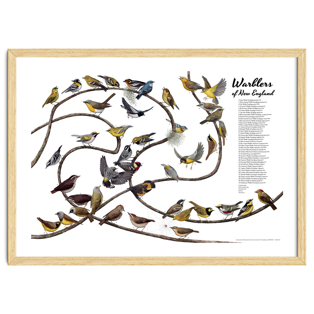 Warblers of New England