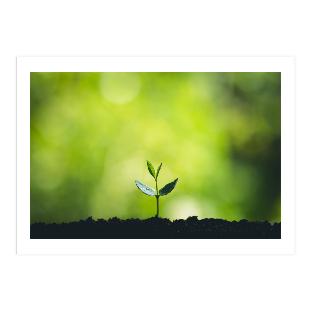 Plant in Nature (Print Only)