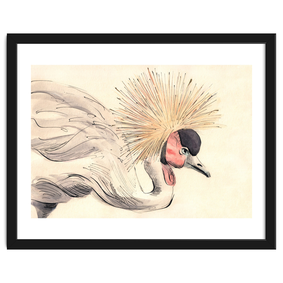 Crowned Crane