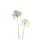 Olive Green Dandelion (Print Only) thumbnail
