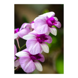 Orchidee (Print Only) thumbnail