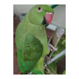 Lucky Indian Parakeet (Print Only) thumbnail