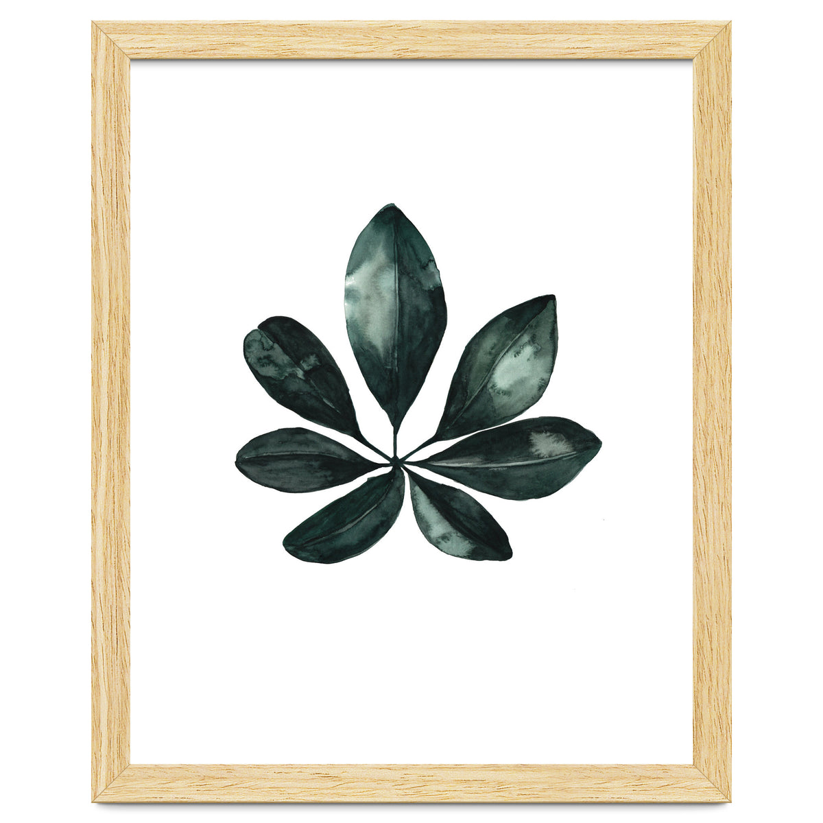 Botanical Illustration Arboricola Schefflera