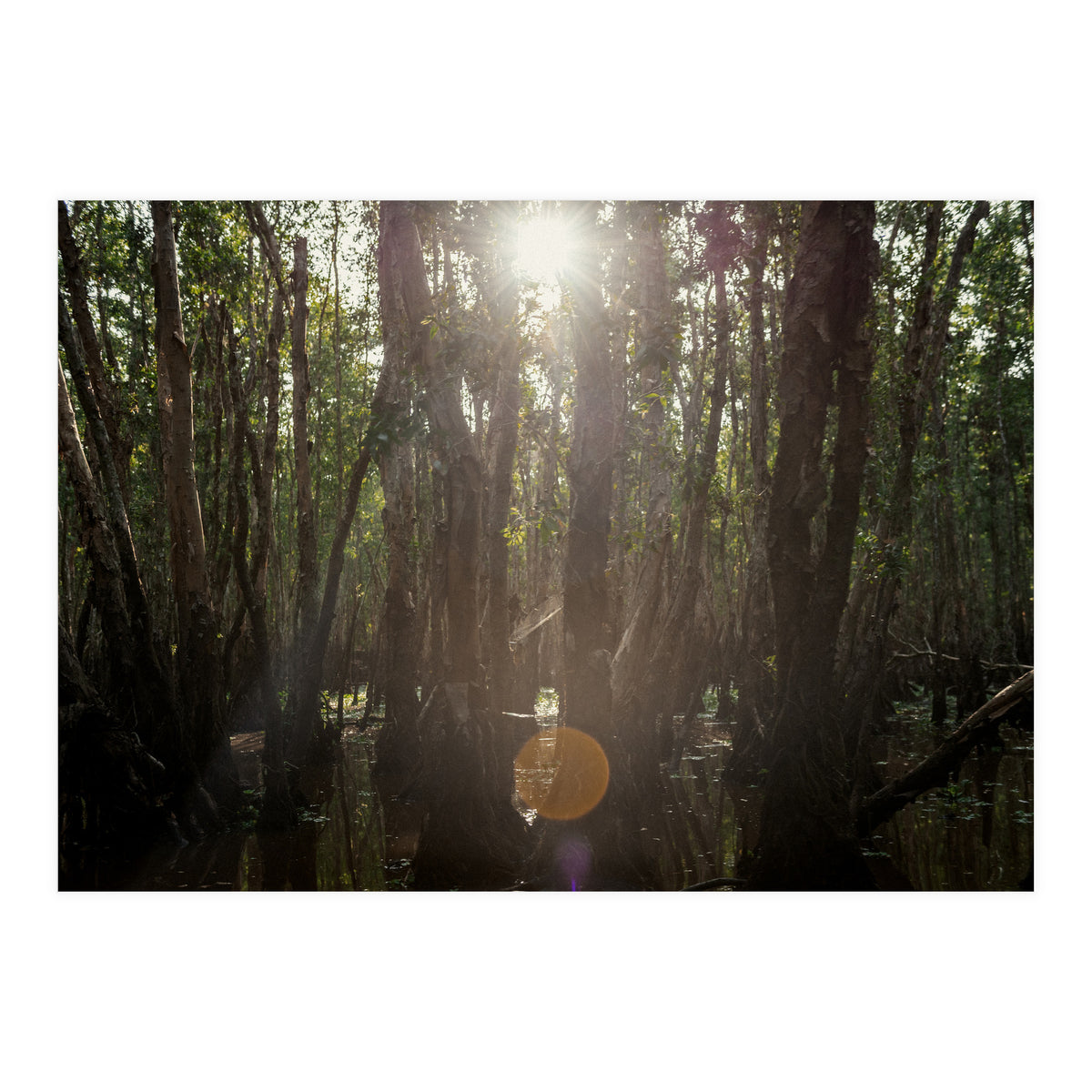 Morning in Vietnam (Print Only)