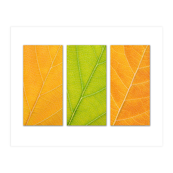 Autumn Leaves (Print Only)