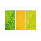 Autumn Leaves (Print Only) thumbnail
