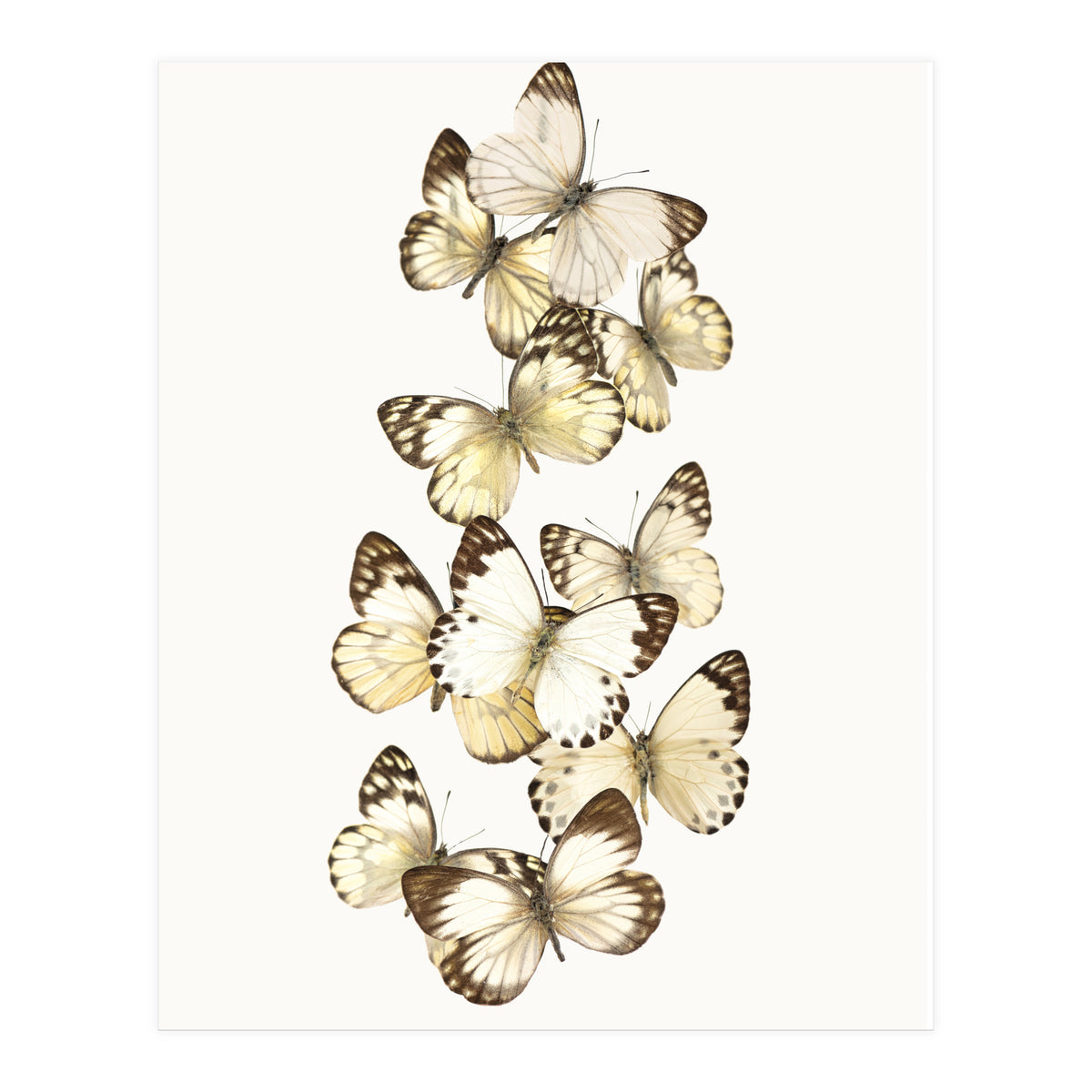 Cc Butterflies 01 (Print Only)