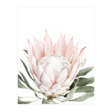 Blush Protea Flower (Print Only) thumbnail